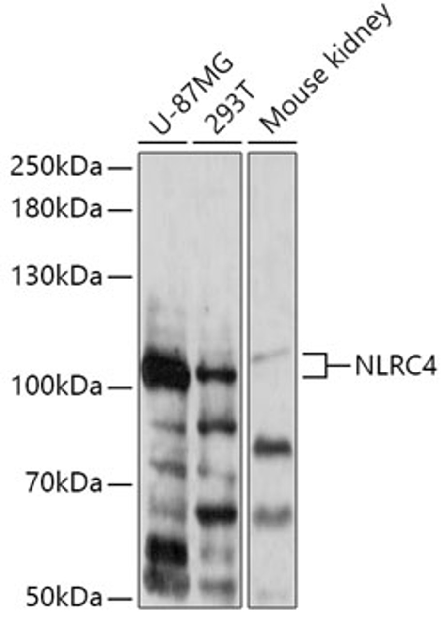 Western blot analysis of extracts of various cell lines, using NLRC4 antibody (14-800) at 1:1000 dilution.<br/>Secondary antibody: HRP Goat Anti-Rabbit IgG (H+L) at 1:10000 dilution.<br/>Lysates/proteins: 25ug per lane.<br/>Blocking buffer: 3% nonfat dry milk in TBST.<br/>Detection: ECL Basic Kit.<br/>Exposure time: 120s.