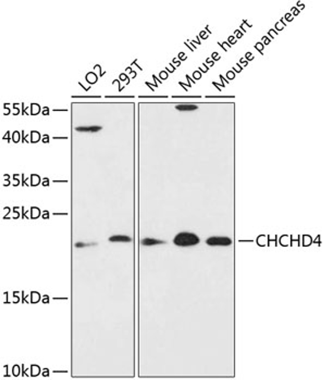 Western blot analysis of extracts of various cell lines, using CHCHD4 antibody (14-812) at 1:3000 dilution.<br/>Secondary antibody: HRP Goat Anti-Rabbit IgG (H+L) at 1:10000 dilution.<br/>Lysates/proteins: 25ug per lane.<br/>Blocking buffer: 3% nonfat dry milk in TBST.<br/>Detection: ECL Enhanced Kit.<br/>Exposure time: 90s.