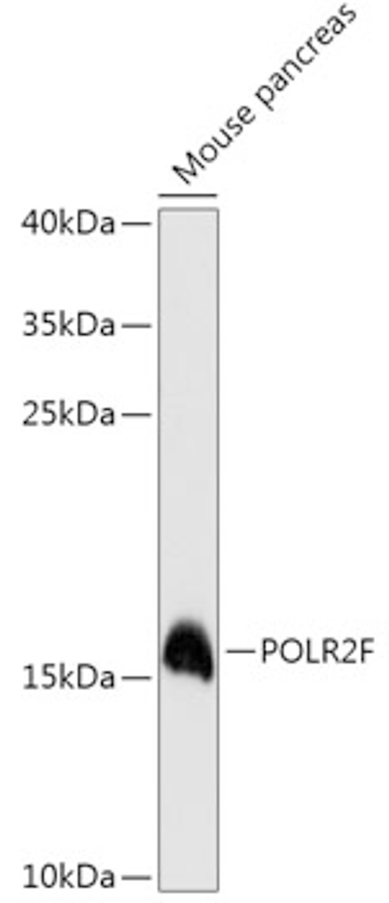 Western blot analysis of extracts of mouse pancreas, using POLR2F antibody (14-833) at 1:3000 dilution.<br/>Secondary antibody: HRP Goat Anti-Rabbit IgG (H+L) at 1:10000 dilution.<br/>Lysates/proteins: 25ug per lane.<br/>Blocking buffer: 3% nonfat dry milk in TBST.<br/>Detection: ECL Basic Kit.<br/>Exposure time: 90s.