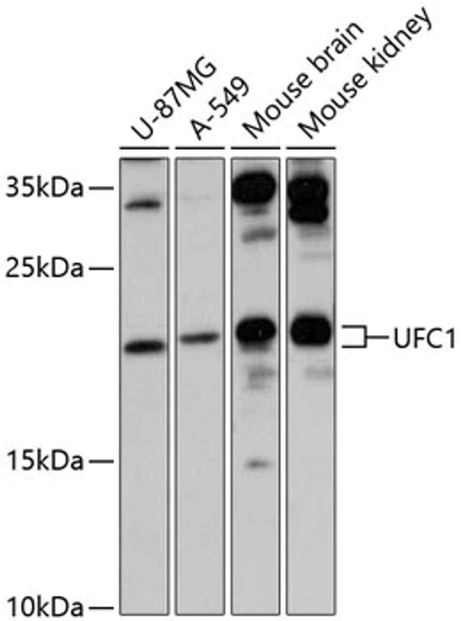 Western blot analysis of extracts of various cell lines, using UFC1 antibody (14-842) at 1:3000 dilution.<br/>Secondary antibody: HRP Goat Anti-Rabbit IgG (H+L) at 1:10000 dilution.<br/>Lysates/proteins: 25ug per lane.<br/>Blocking buffer: 3% nonfat dry milk in TBST.<br/>Detection: ECL Basic Kit.<br/>Exposure time: 30s.