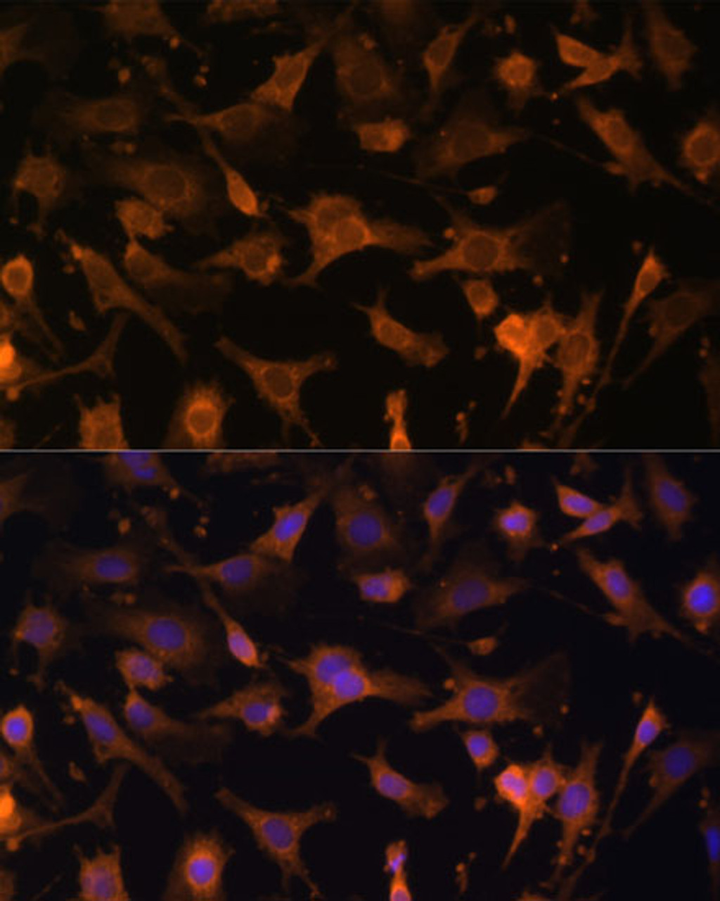 Immunofluorescence analysis of C6 cells using UFC1 Polyclonal Antibody (14-842) at dilution of 1:100 (40x lens) . Blue: DAPI for nuclear staining.