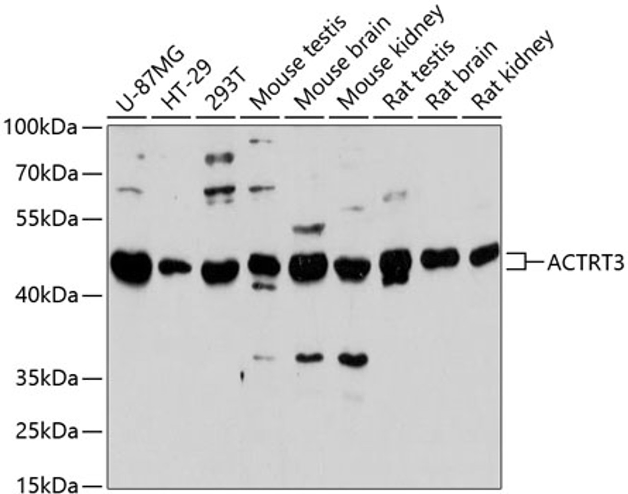 Western blot analysis of extracts of various cell lines, using ACTRT3 antibody (14-845) at 1:3000 dilution.<br/>Secondary antibody: HRP Goat Anti-Rabbit IgG (H+L) at 1:10000 dilution.<br/>Lysates/proteins: 25ug per lane.<br/>Blocking buffer: 3% nonfat dry milk in TBST.<br/>Detection: ECL Basic Kit.<br/>Exposure time: 30s.