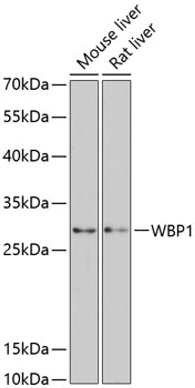 Western blot analysis of extracts of various cell lines, using WBP1 antibody (14-852) at 1:3000 dilution.<br/>Secondary antibody: HRP Goat Anti-Rabbit IgG (H+L) at 1:10000 dilution.<br/>Lysates/proteins: 25ug per lane.<br/>Blocking buffer: 3% nonfat dry milk in TBST.<br/>Detection: ECL Basic Kit.<br/>Exposure time: 90s.