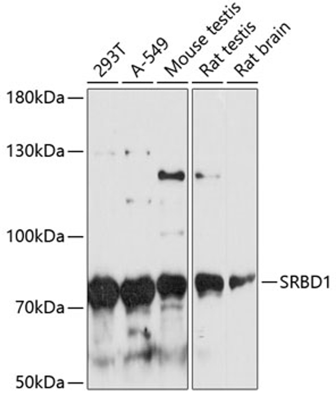 Western blot analysis of extracts of various cell lines, using SRBD1 antibody (14-858) at 1:3000 dilution.<br/>Secondary antibody: HRP Goat Anti-Rabbit IgG (H+L) at 1:10000 dilution.<br/>Lysates/proteins: 25ug per lane.<br/>Blocking buffer: 3% nonfat dry milk in TBST.<br/>Detection: ECL Basic Kit.<br/>Exposure time: 90s.