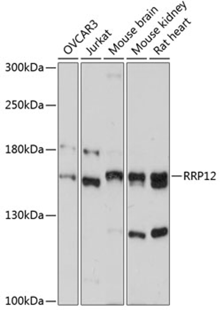 Western blot analysis of extracts of various cell lines, using RRP12 antibody (14-874) at 1:3000 dilution.<br/>Secondary antibody: HRP Goat Anti-Rabbit IgG (H+L) at 1:10000 dilution.<br/>Lysates/proteins: 25ug per lane.<br/>Blocking buffer: 3% nonfat dry milk in TBST.<br/>Detection: ECL Basic Kit.<br/>Exposure time: 90s.