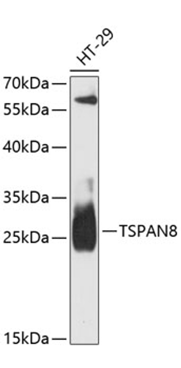 Western blot analysis of extracts of HT-29 cells, using TSPAN8 antibody (14-879) at 1:3000 dilution.<br/>Secondary antibody: HRP Goat Anti-Rabbit IgG (H+L) at 1:10000 dilution.<br/>Lysates/proteins: 25ug per lane.<br/>Blocking buffer: 3% nonfat dry milk in TBST.<br/>Detection: ECL Basic Kit.<br/>Exposure time: 30s.