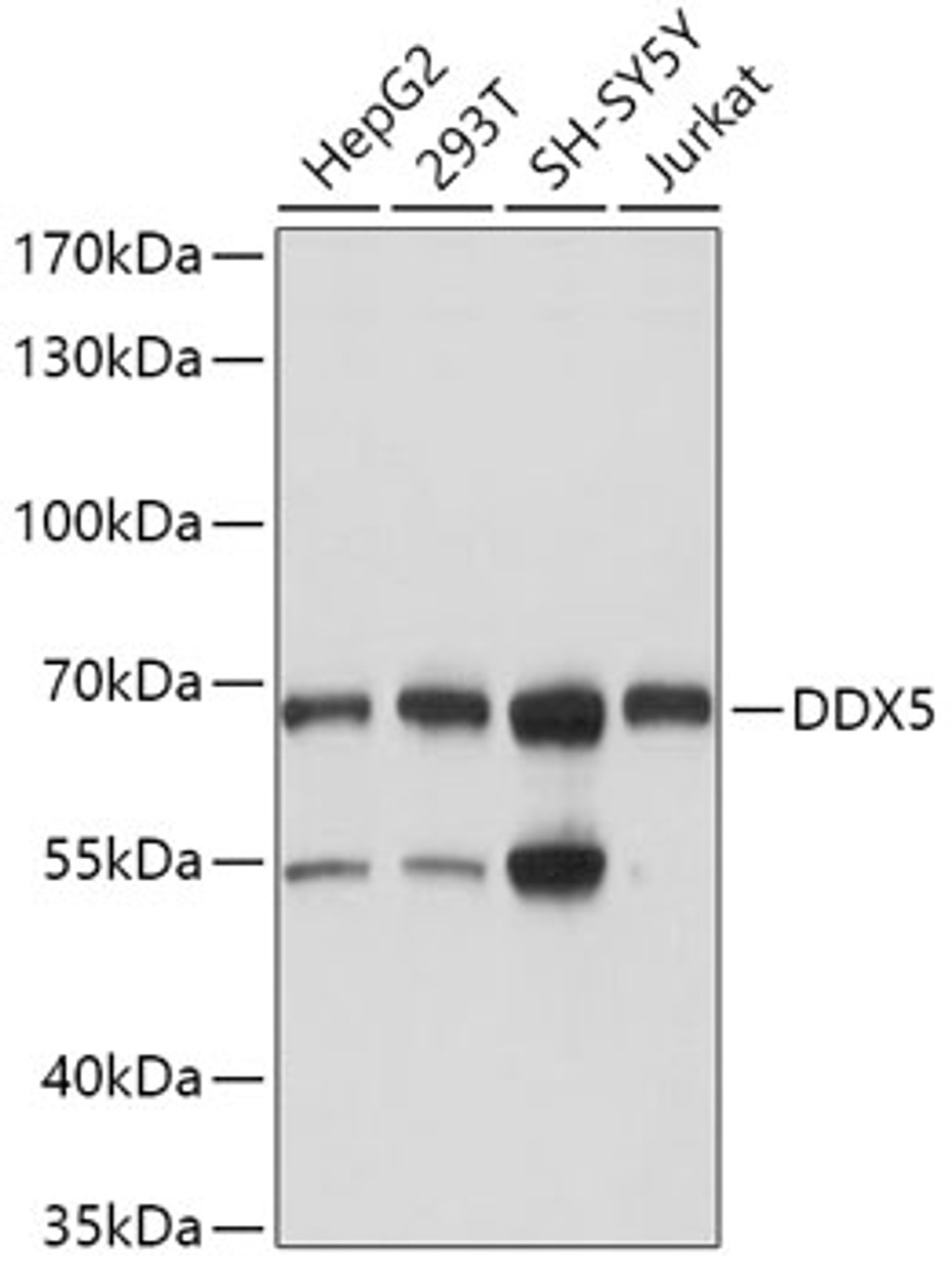 Western blot analysis of extracts of various cell lines, using DDX5 antibody (14-895) at 1:1000 dilution.<br/>Secondary antibody: HRP Goat Anti-Rabbit IgG (H+L) at 1:10000 dilution.<br/>Lysates/proteins: 25ug per lane.<br/>Blocking buffer: 3% nonfat dry milk in TBST.<br/>Detection: ECL Basic Kit.<br/>Exposure time: 5s.
