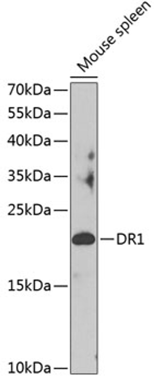 Western blot analysis of extracts of mouse spleen, using DR1 antibody (14-899) at 1:1000 dilution.<br/>Secondary antibody: HRP Goat Anti-Rabbit IgG (H+L) at 1:10000 dilution.<br/>Lysates/proteins: 25ug per lane.<br/>Blocking buffer: 3% nonfat dry milk in TBST.<br/>Detection: ECL Basic Kit.<br/>Exposure time: 90s.