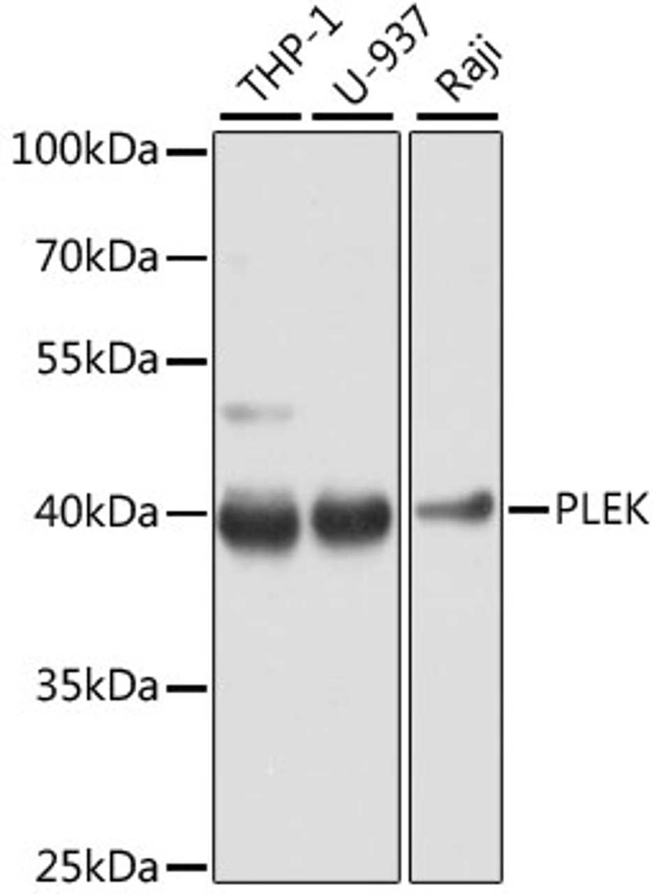 Western blot analysis of extracts of various cell lines, using PLEK antibody (14-928) at 1:1000 dilution.<br/>Secondary antibody: HRP Goat Anti-Rabbit IgG (H+L) at 1:10000 dilution.<br/>Lysates/proteins: 25ug per lane.<br/>Blocking buffer: 3% nonfat dry milk in TBST.<br/>Detection: ECL Enhanced Kit.<br/>Exposure time: 10s.