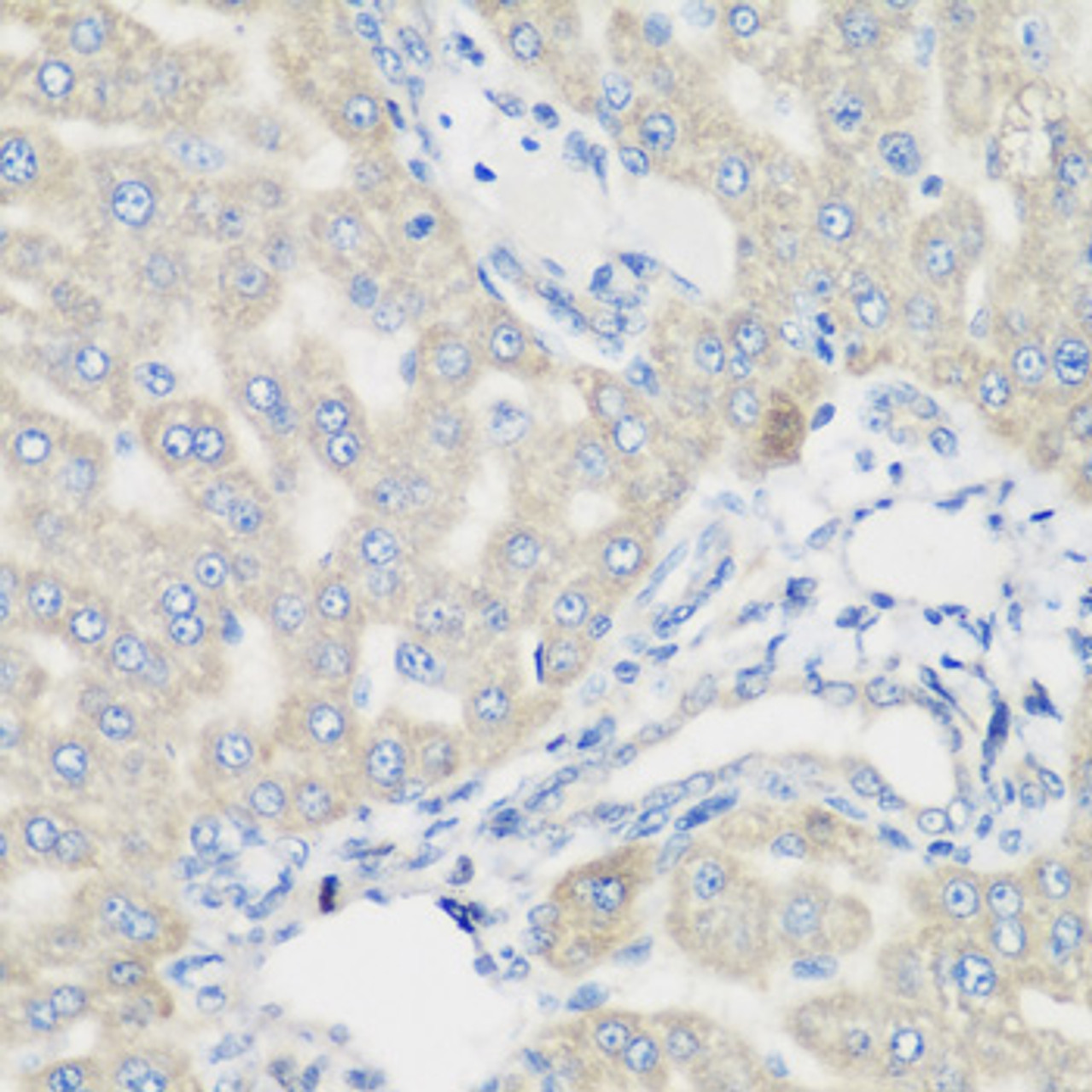 Immunohistochemistry of paraffin-embedded rat liver using PYCR1 antibody (14-935) at dilution of 1:200 (40x lens) .