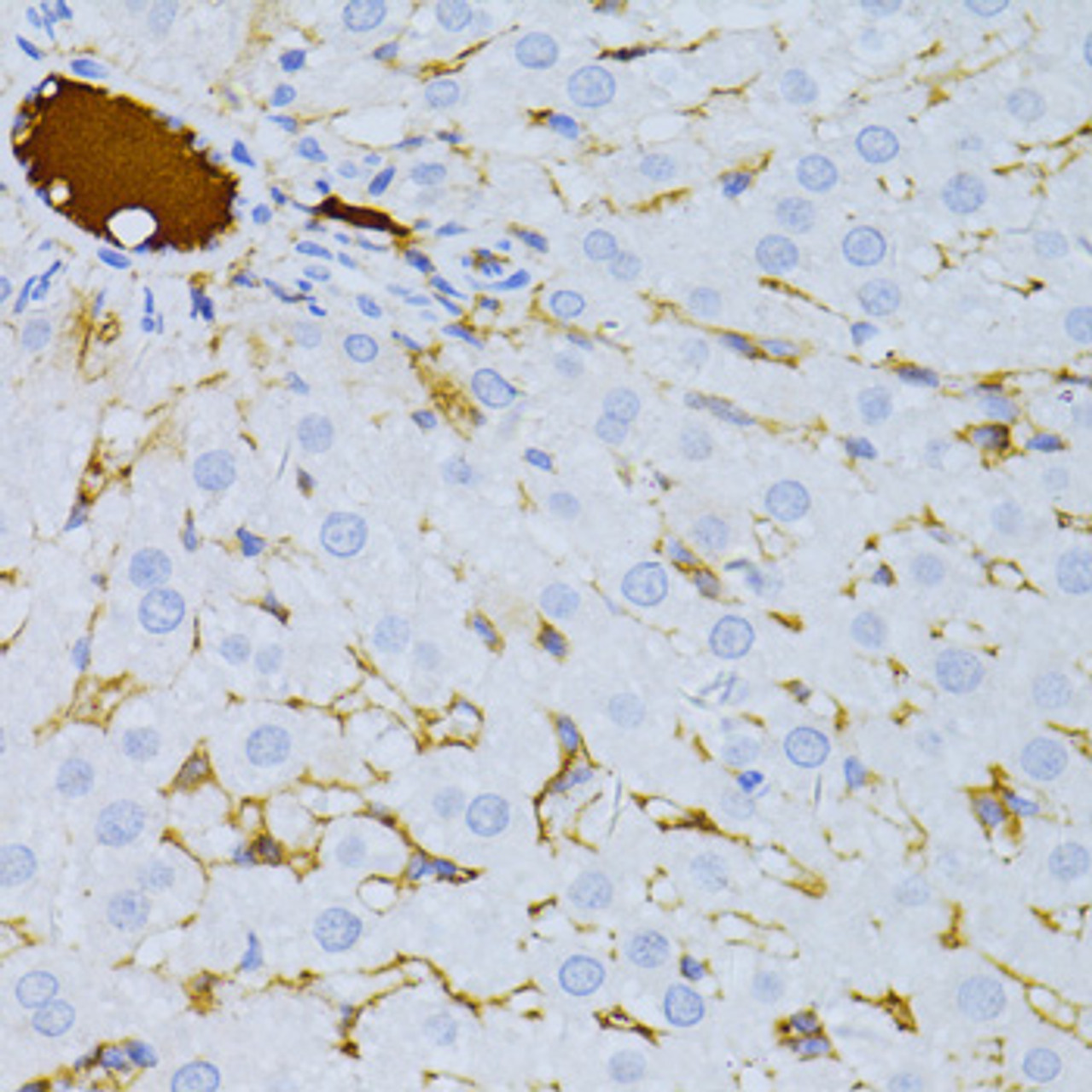 Immunohistochemistry of paraffin-embedded rat liver using TAPBP antibody (14-943) at dilution of 1:100 (40x lens) .