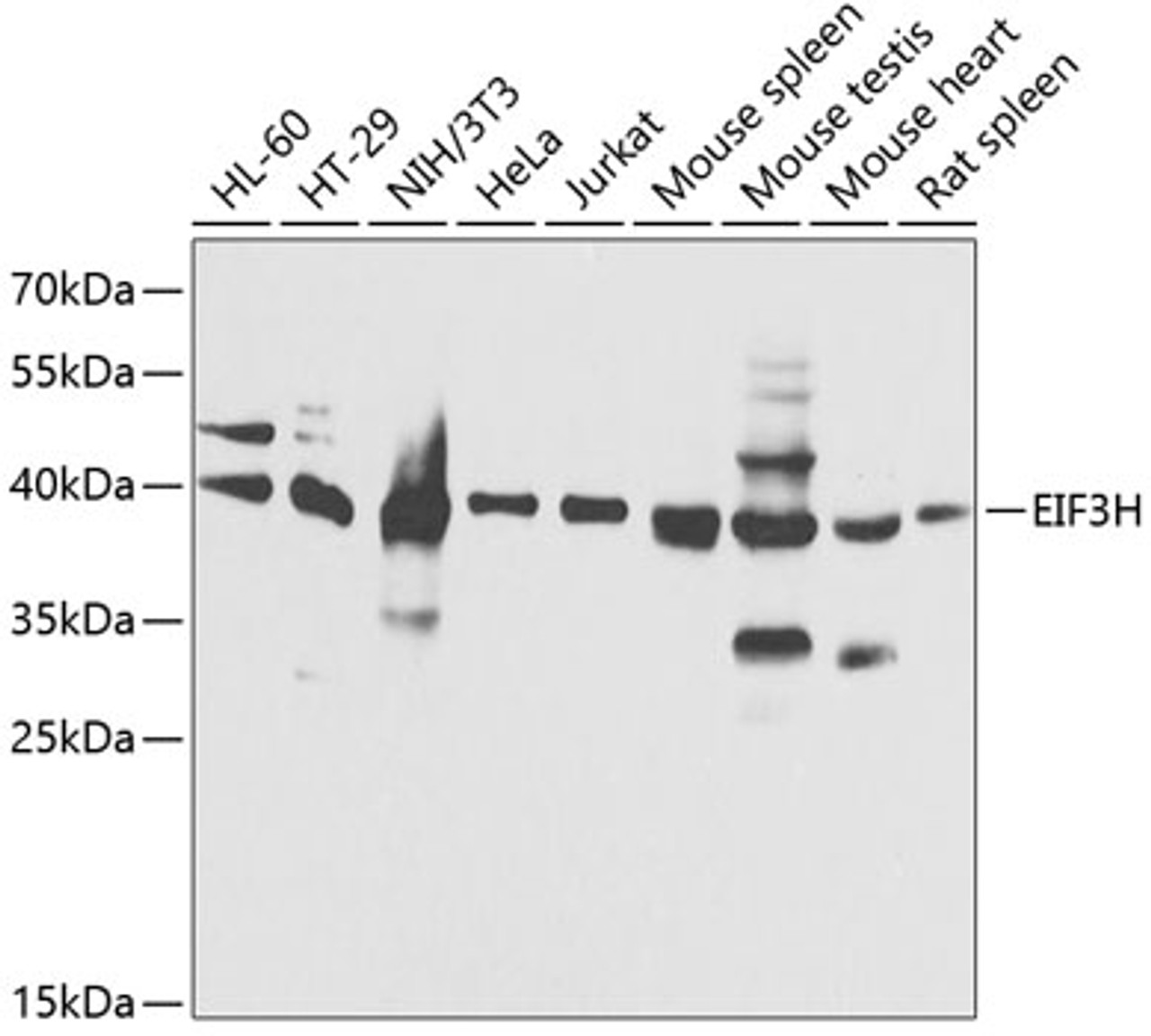 Western blot analysis of extracts of various cell lines, using EIF3H antibody (14-957) at 1:1000 dilution.<br/>Secondary antibody: HRP Goat Anti-Rabbit IgG (H+L) at 1:10000 dilution.<br/>Lysates/proteins: 25ug per lane.<br/>Blocking buffer: 3% nonfat dry milk in TBST.<br/>Detection: ECL Basic Kit.<br/>Exposure time: 1s.