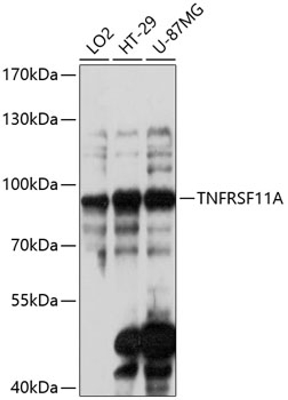 Western blot analysis of extracts of various cell lines, using TNFRSF11A antibody (14-961) at 1:3000 dilution.<br/>Secondary antibody: HRP Goat Anti-Rabbit IgG (H+L) at 1:10000 dilution.<br/>Lysates/proteins: 25ug per lane.<br/>Blocking buffer: 3% nonfat dry milk in TBST.<br/>Detection: ECL Basic Kit.<br/>Exposure time: 30s.