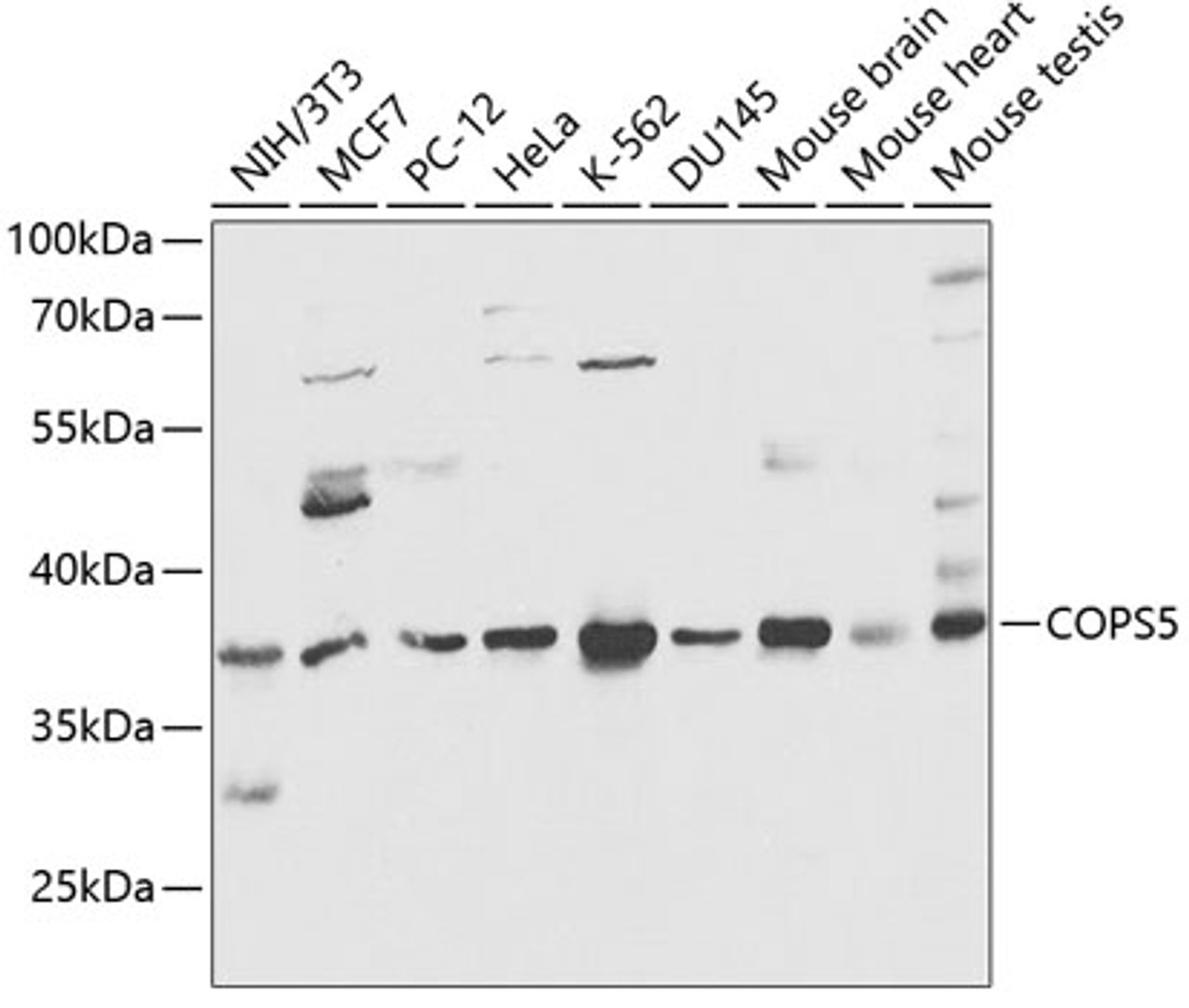 Western blot analysis of extracts of various cell lines, using COPS5 antibody (14-971) at 1:1000 dilution.<br/>Secondary antibody: HRP Goat Anti-Rabbit IgG (H+L) at 1:10000 dilution.<br/>Lysates/proteins: 25ug per lane.<br/>Blocking buffer: 3% nonfat dry milk in TBST.