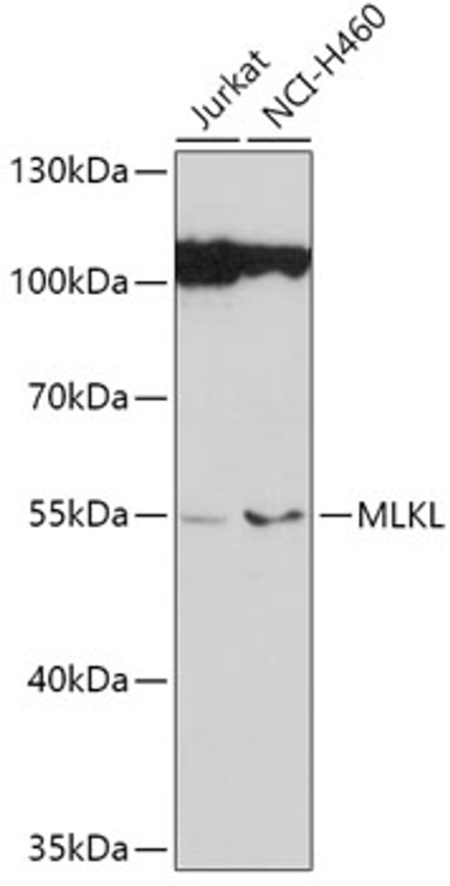 Western blot analysis of extracts of various cell lines, using MLKL antibody (14-995) at 1:1000 dilution.<br/>Secondary antibody: HRP Goat Anti-Rabbit IgG (H+L) at 1:10000 dilution.<br/>Lysates/proteins: 25ug per lane.<br/>Blocking buffer: 3% nonfat dry milk in TBST.<br/>Detection: ECL Basic Kit.<br/>Exposure time: 90s.