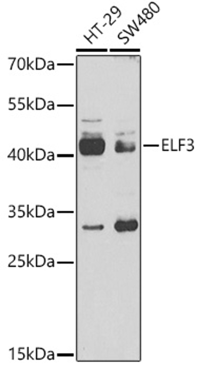 Western blot analysis of extracts of various cell lines, using ELF3 antibody (15-016) at 1:1000 dilution.<br/>Secondary antibody: HRP Goat Anti-Rabbit IgG (H+L) at 1:10000 dilution.<br/>Lysates/proteins: 25ug per lane.<br/>Blocking buffer: 3% nonfat dry milk in TBST.<br/>Detection: ECL Basic Kit.<br/>Exposure time: 90s.