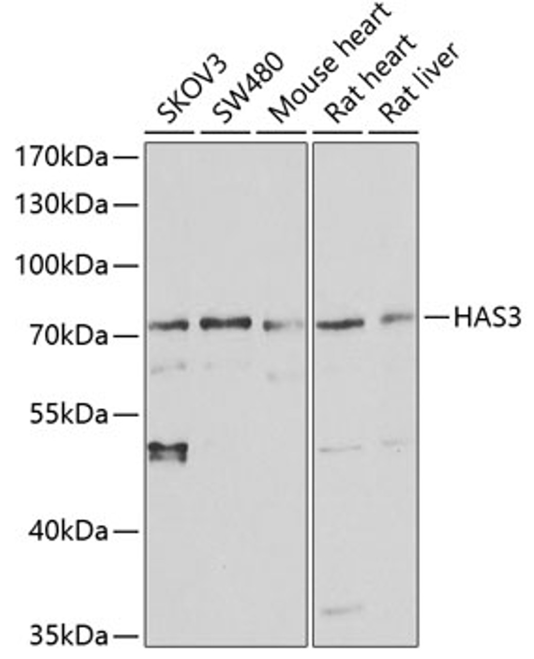 Western blot analysis of extracts of various cell lines, using HAS3 antibody (15-025) at 1:1000 dilution.<br/>Secondary antibody: HRP Goat Anti-Rabbit IgG (H+L) at 1:10000 dilution.<br/>Lysates/proteins: 25ug per lane.<br/>Blocking buffer: 3% nonfat dry milk in TBST.<br/>Detection: ECL Basic Kit.<br/>Exposure time: 90s.