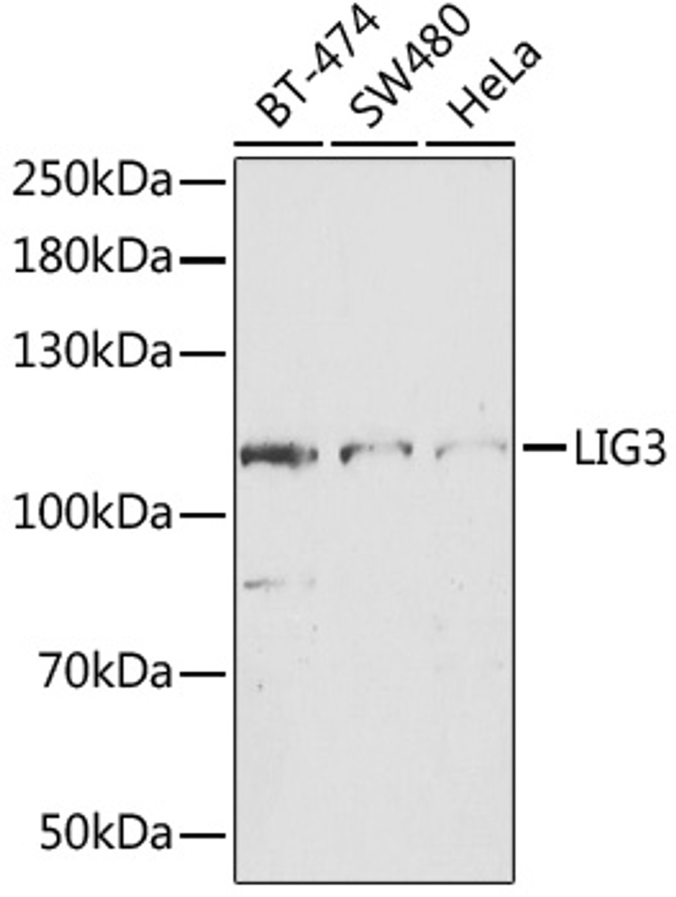 Western blot analysis of extracts of various cell lines, using LIG3 antibody (15-032) at 1:1000 dilution.<br/>Secondary antibody: HRP Goat Anti-Rabbit IgG (H+L) at 1:10000 dilution.<br/>Lysates/proteins: 25ug per lane.<br/>Blocking buffer: 3% nonfat dry milk in TBST.