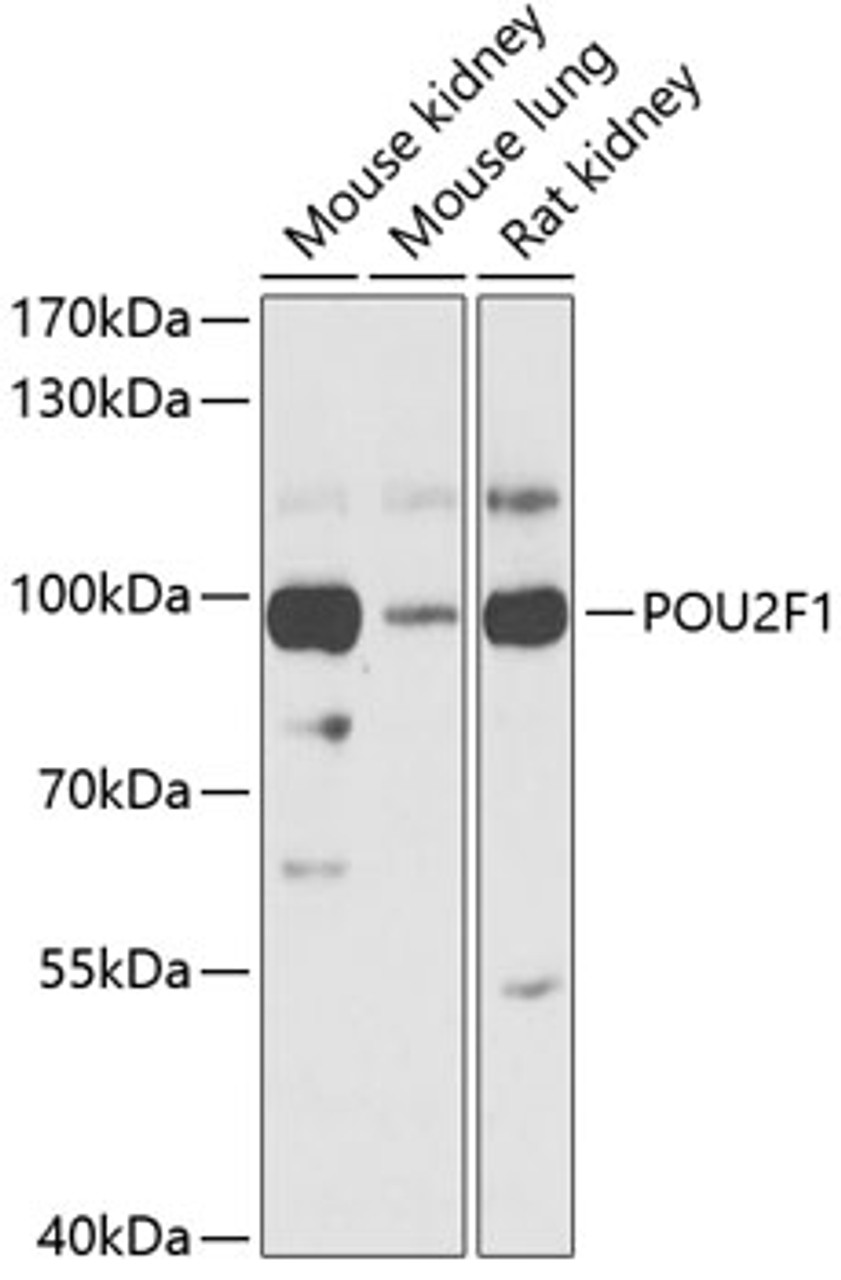 Western blot analysis of extracts of various cell lines, using POU2F1 antibody (15-045) at 1:1000 dilution.<br/>Secondary antibody: HRP Goat Anti-Rabbit IgG (H+L) at 1:10000 dilution.<br/>Lysates/proteins: 25ug per lane.<br/>Blocking buffer: 3% nonfat dry milk in TBST.<br/>Detection: ECL Basic Kit.<br/>Exposure time: 15s.
