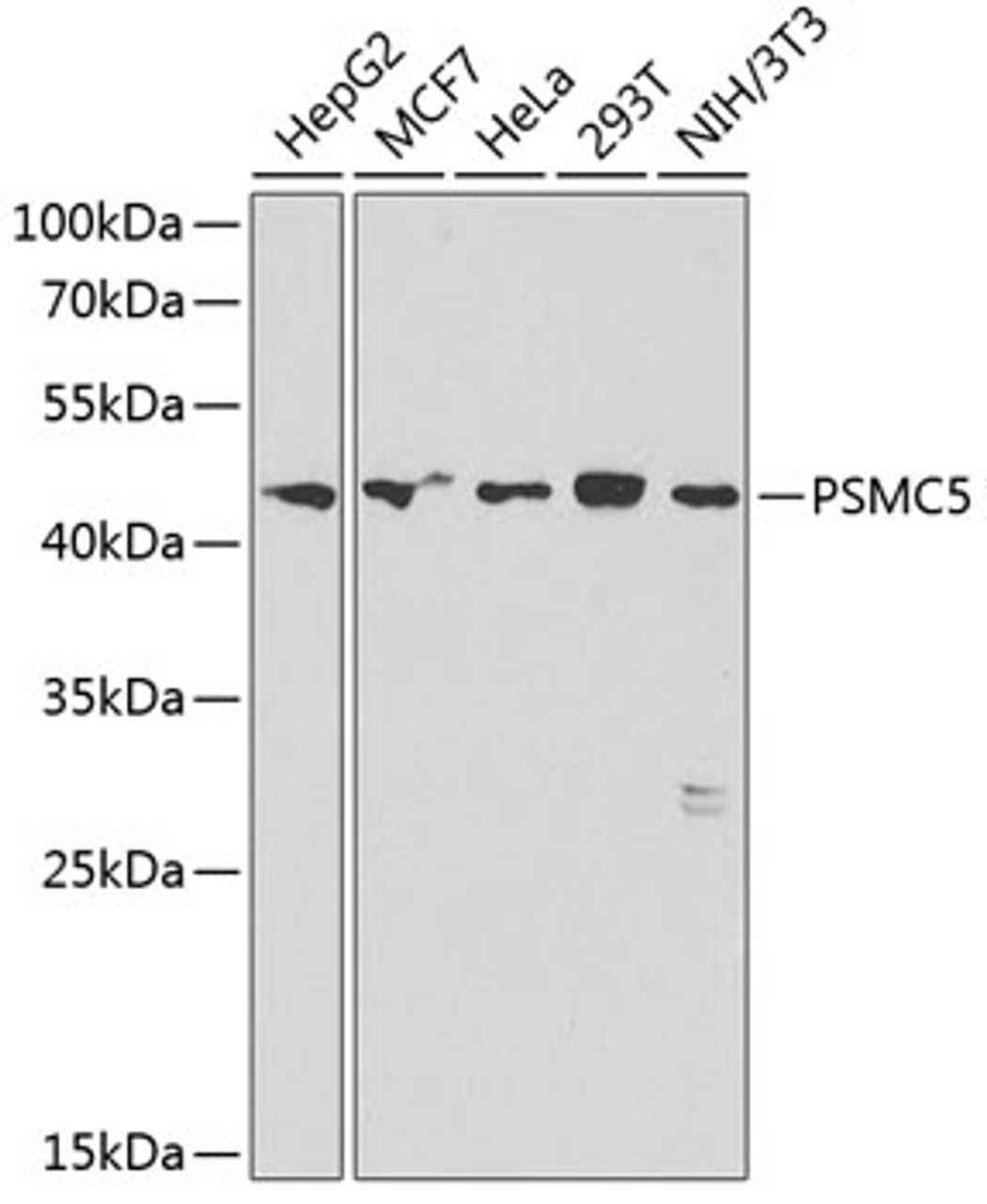 Western blot analysis of extracts of various cell lines, using PSMC5 antibody (15-052) at 1:1000 dilution.<br/>Secondary antibody: HRP Goat Anti-Rabbit IgG (H+L) at 1:10000 dilution.<br/>Lysates/proteins: 25ug per lane.<br/>Blocking buffer: 3% nonfat dry milk in TBST.