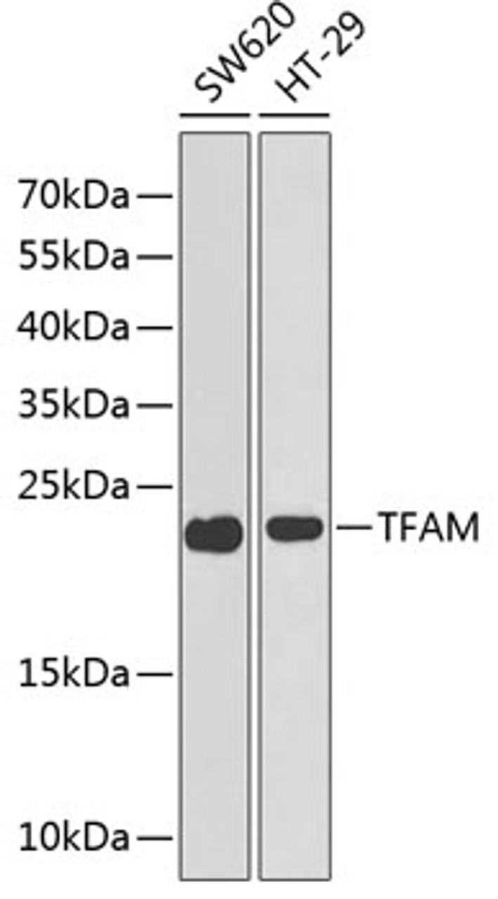 Western blot analysis of extracts of various cell lines, using TFAM antibody (15-064) at 1:1000 dilution.<br/>Secondary antibody: HRP Goat Anti-Rabbit IgG (H+L) at 1:10000 dilution.<br/>Lysates/proteins: 25ug per lane.<br/>Blocking buffer: 3% nonfat dry milk in TBST.