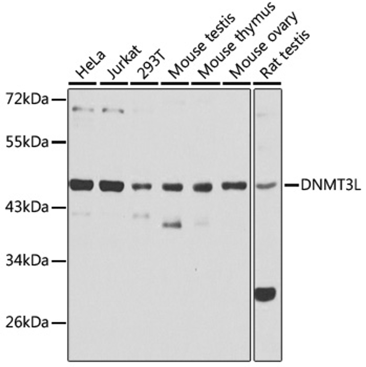 Western blot analysis of extracts of various cell lines, using DNMT3L antibody (15-092) at 1:1000 dilution.<br/>Secondary antibody: HRP Goat Anti-Rabbit IgG (H+L) at 1:10000 dilution.<br/>Lysates/proteins: 25ug per lane.<br/>Blocking buffer: 3% nonfat dry milk in TBST.<br/>Detection: ECL Basic Kit.<br/>Exposure time: 30s.