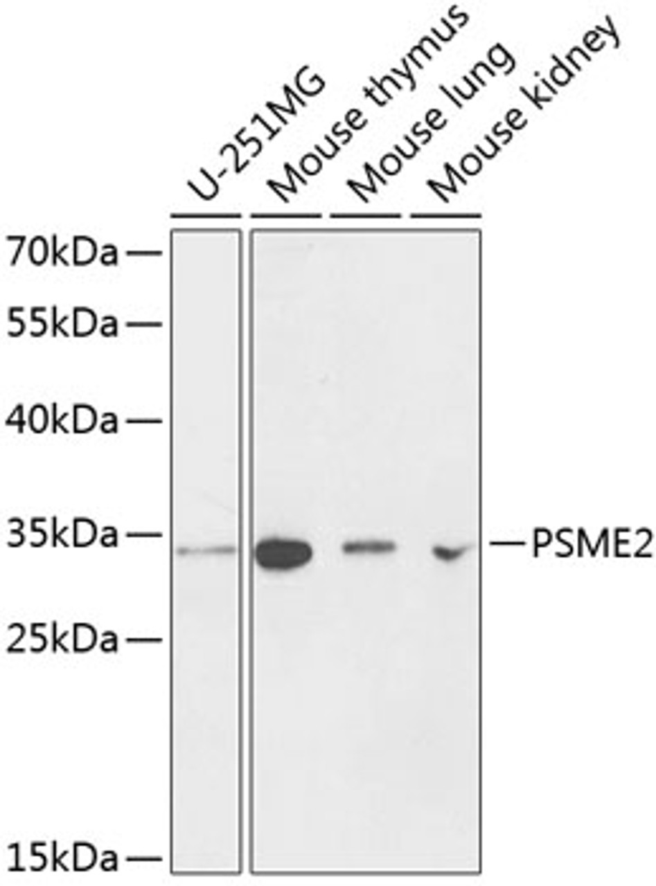 Western blot analysis of extracts of various cell lines, using PSME2 antibody (15-112) at 1:1000 dilution.<br/>Secondary antibody: HRP Goat Anti-Rabbit IgG (H+L) at 1:10000 dilution.<br/>Lysates/proteins: 25ug per lane.<br/>Blocking buffer: 3% nonfat dry milk in TBST.<br/>Detection: ECL Basic Kit.<br/>Exposure time: 90s.