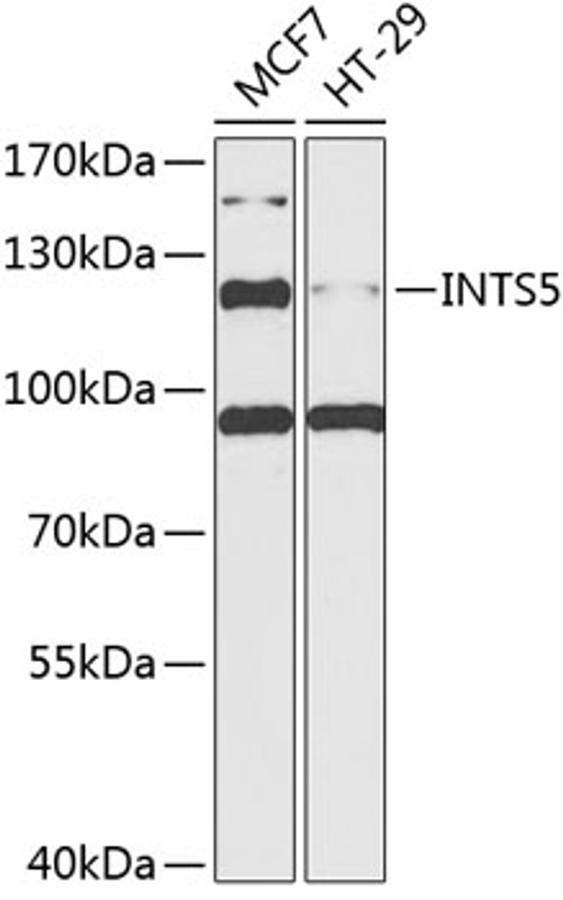 Western blot analysis of extracts of various cell lines, using INTS5 antibody (15-126) at 1:1000 dilution.<br/>Secondary antibody: HRP Goat Anti-Rabbit IgG (H+L) at 1:10000 dilution.<br/>Lysates/proteins: 25ug per lane.<br/>Blocking buffer: 3% nonfat dry milk in TBST.<br/>Detection: ECL Basic Kit.<br/>Exposure time: 90s.