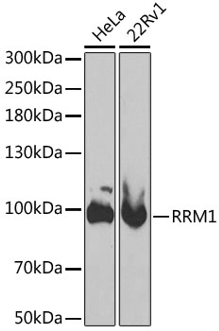 Western blot analysis of extracts of various cell lines, using RRM1 antibody (15-129) at 1:1000 dilution.<br/>Secondary antibody: HRP Goat Anti-Rabbit IgG (H+L) at 1:10000 dilution.<br/>Lysates/proteins: 25ug per lane.<br/>Blocking buffer: 3% nonfat dry milk in TBST.