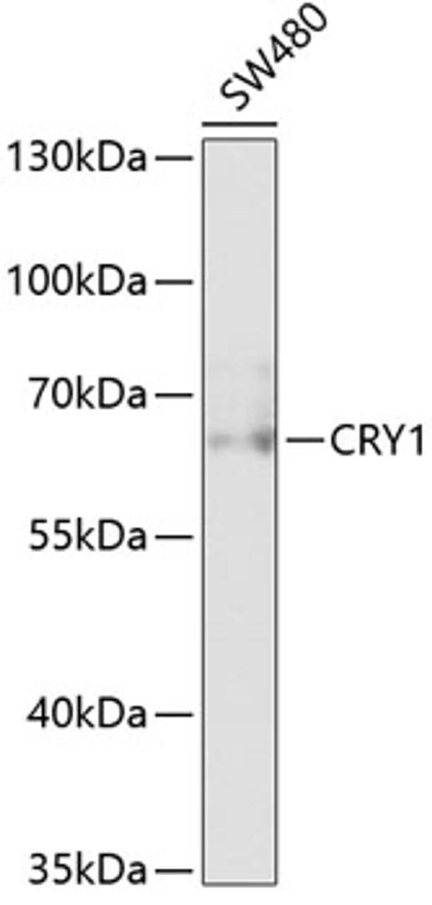 Western blot analysis of extracts of SW480 cells, using CRY1 antibody (15-131) at 1:1000 dilution.<br/>Secondary antibody: HRP Goat Anti-Rabbit IgG (H+L) at 1:10000 dilution.<br/>Lysates/proteins: 25ug per lane.<br/>Blocking buffer: 3% nonfat dry milk in TBST.<br/>Detection: ECL Basic Kit.<br/>Exposure time: 60s.