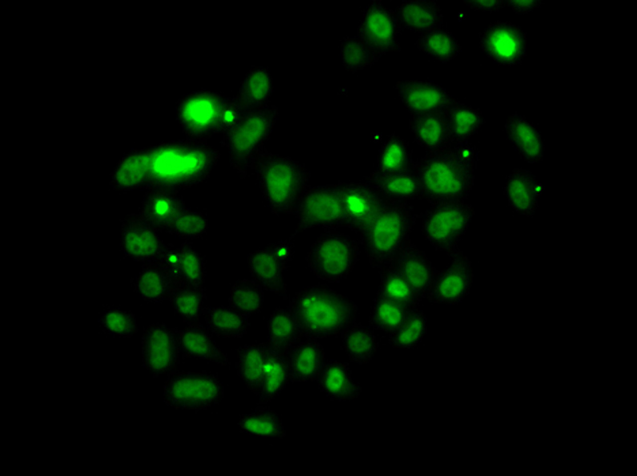 Immunofluorescence analysis of U2OS cells using PMS2 antibody (15-145) .