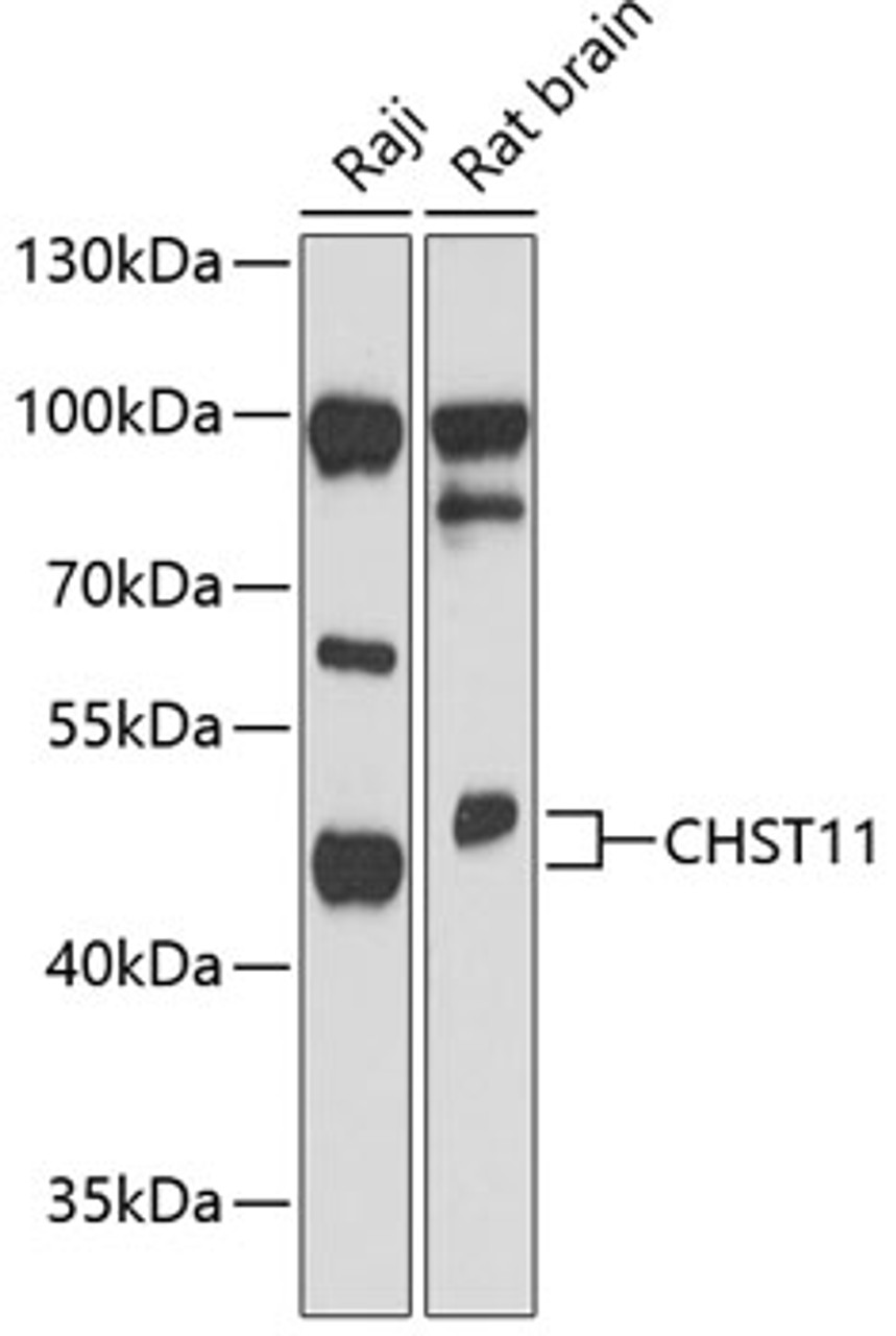 Western blot analysis of extracts of various cell lines, using CHST11 antibody (15-172) at 1:3000 dilution.<br/>Secondary antibody: HRP Goat Anti-Rabbit IgG (H+L) at 1:10000 dilution.<br/>Lysates/proteins: 25ug per lane.<br/>Blocking buffer: 3% nonfat dry milk in TBST.<br/>Detection: ECL Basic Kit.<br/>Exposure time: 90s.