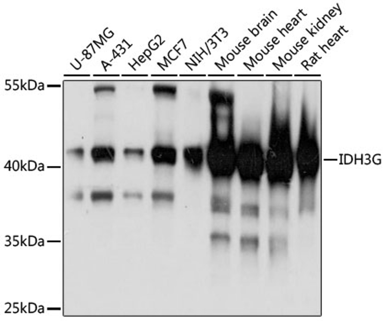 Western blot analysis of extracts of various cell lines, using IDH3G antibody (15-182) at 1:3000 dilution.<br/>Secondary antibody: HRP Goat Anti-Rabbit IgG (H+L) at 1:10000 dilution.<br/>Lysates/proteins: 25ug per lane.<br/>Blocking buffer: 3% nonfat dry milk in TBST.<br/>Detection: ECL Basic Kit.<br/>Exposure time: 1s.