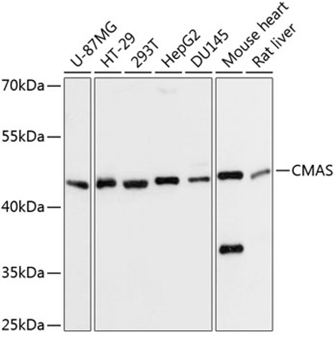 Western blot analysis of extracts of various cell lines, using CMAS Antibody (15-184) at 1:3000 dilution.<br/>Secondary antibody: HRP Goat Anti-Rabbit IgG (H+L) at 1:10000 dilution.<br/>Lysates/proteins: 25ug per lane.<br/>Blocking buffer: 3% nonfat dry milk in TBST.<br/>Detection: ECL Basic Kit.<br/>Exposure time: 10s.