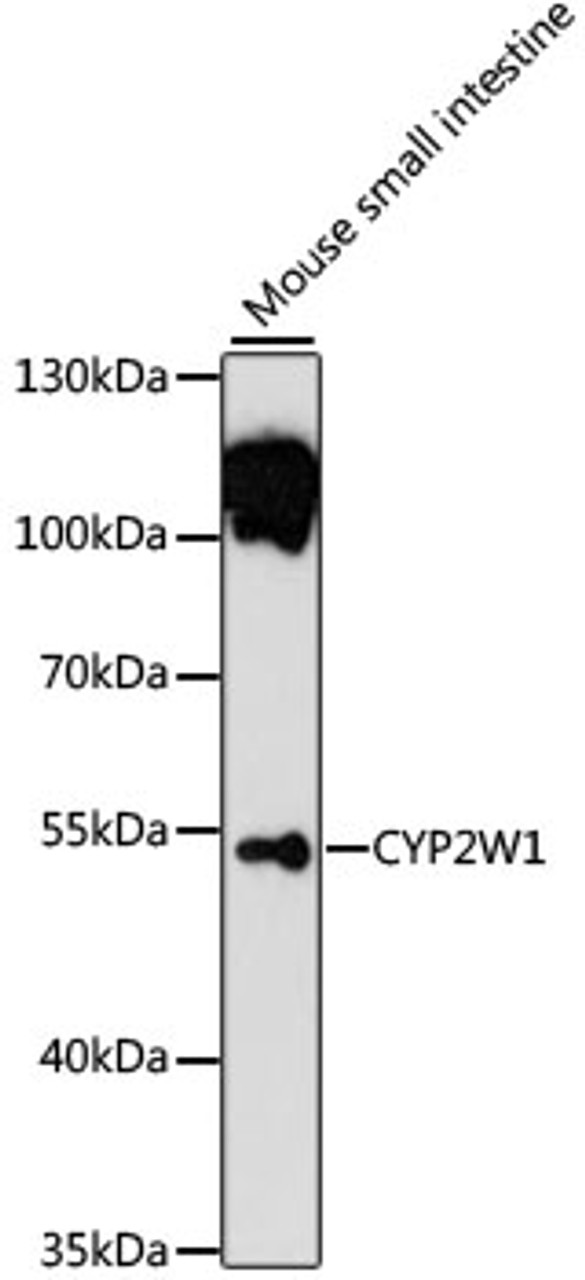 Western blot analysis of extracts of mouse small intestine, using CYP2W1 antibody (15-189) at 1:1000 dilution.<br/>Secondary antibody: HRP Goat Anti-Rabbit IgG (H+L) at 1:10000 dilution.<br/>Lysates/proteins: 25ug per lane.<br/>Blocking buffer: 3% nonfat dry milk in TBST.<br/>Detection: ECL Basic Kit.<br/>Exposure time: 90s.