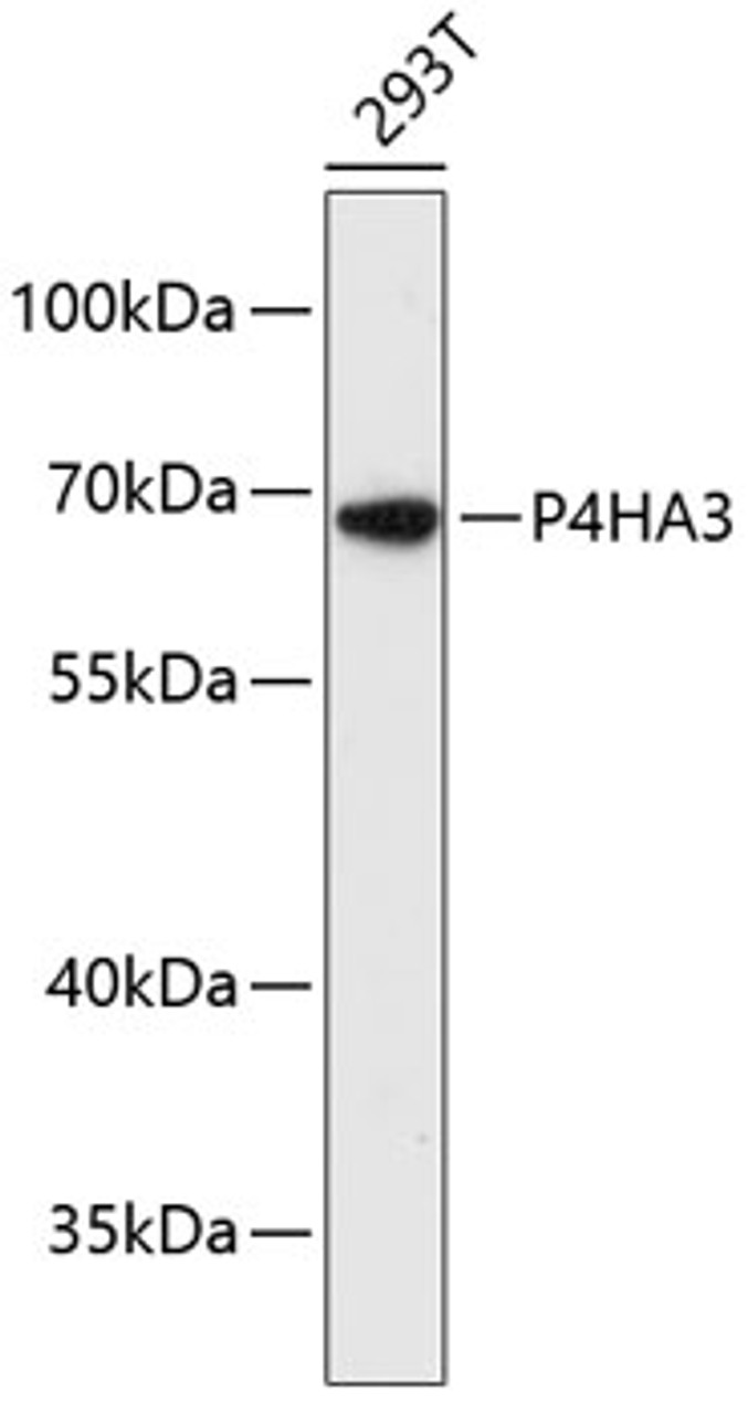 Western blot analysis of extracts of 293T cells, using P4HA3 antibody (15-192) at 1:3000 dilution.<br/>Secondary antibody: HRP Goat Anti-Rabbit IgG (H+L) at 1:10000 dilution.<br/>Lysates/proteins: 25ug per lane.<br/>Blocking buffer: 3% nonfat dry milk in TBST.<br/>Detection: ECL Basic Kit.<br/>Exposure time: 90s.