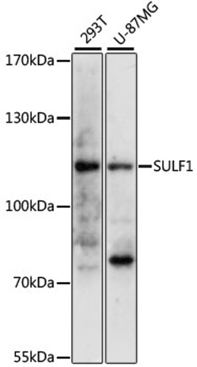 Western blot analysis of extracts of various cell lines, using SULF1 antibody (15-207) at 1:3000 dilution.<br/>Secondary antibody: HRP Goat Anti-Rabbit IgG (H+L) at 1:10000 dilution.<br/>Lysates/proteins: 25ug per lane.<br/>Blocking buffer: 3% nonfat dry milk in TBST.<br/>Detection: ECL Basic Kit.<br/>Exposure time: 90s.