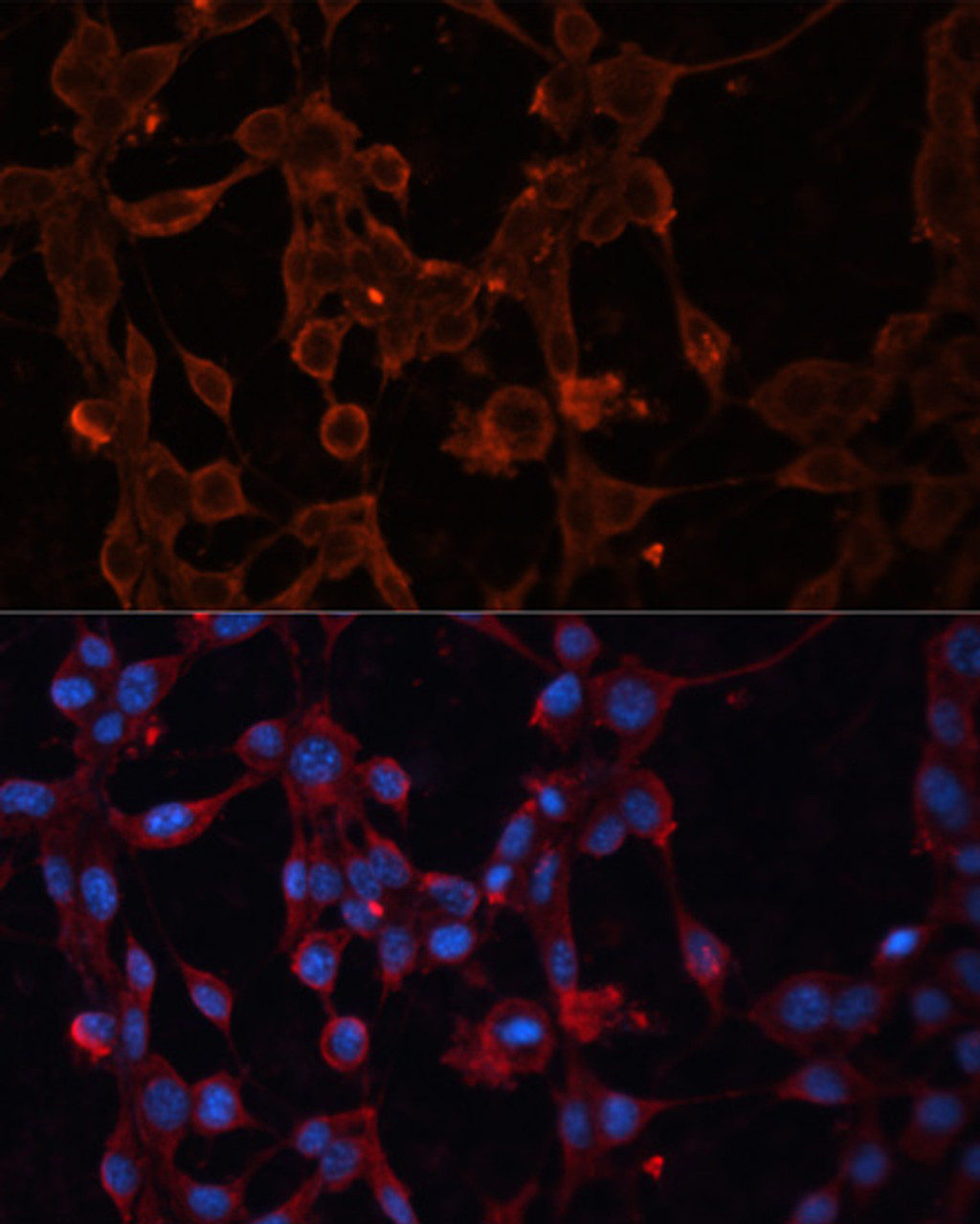 Immunofluorescence analysis of NIH/3T3 cells using SLC25A27 antibody (15-224) at dilution of 1:100. Blue: DAPI for nuclear staining.