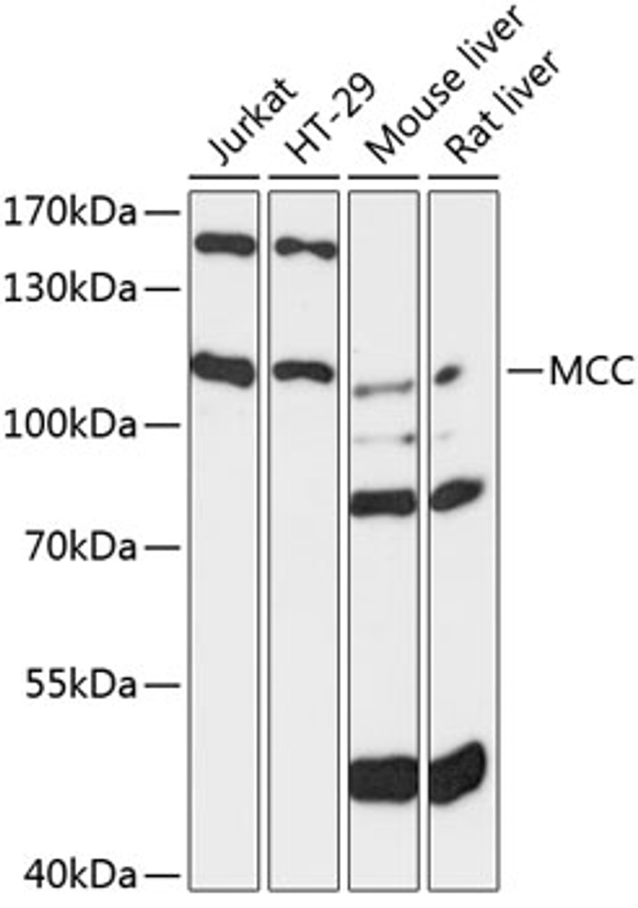 Western blot analysis of extracts of various cell lines, using MCC antibody (15-234) at 1:3000 dilution.<br/>Secondary antibody: HRP Goat Anti-Rabbit IgG (H+L) at 1:10000 dilution.<br/>Lysates/proteins: 25ug per lane.<br/>Blocking buffer: 3% nonfat dry milk in TBST.<br/>Detection: ECL Basic Kit.<br/>Exposure time: 30s.