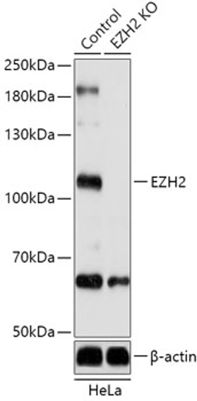 Western blot analysis of extracts from normal (control) and EZH2 knockout (KO) HeLa cells, using EZH2 antibody (15-240) at 1:1000 dilution.<br/>Secondary antibody: HRP Goat Anti-Rabbit IgG (H+L) at 1:10000 dilution.<br/>Lysates/proteins: 25ug per lane.<br/>Blocking buffer: 3% nonfat dry milk in TBST.<br/>Detection: ECL Basic Kit.<br/>Exposure time: 10s.