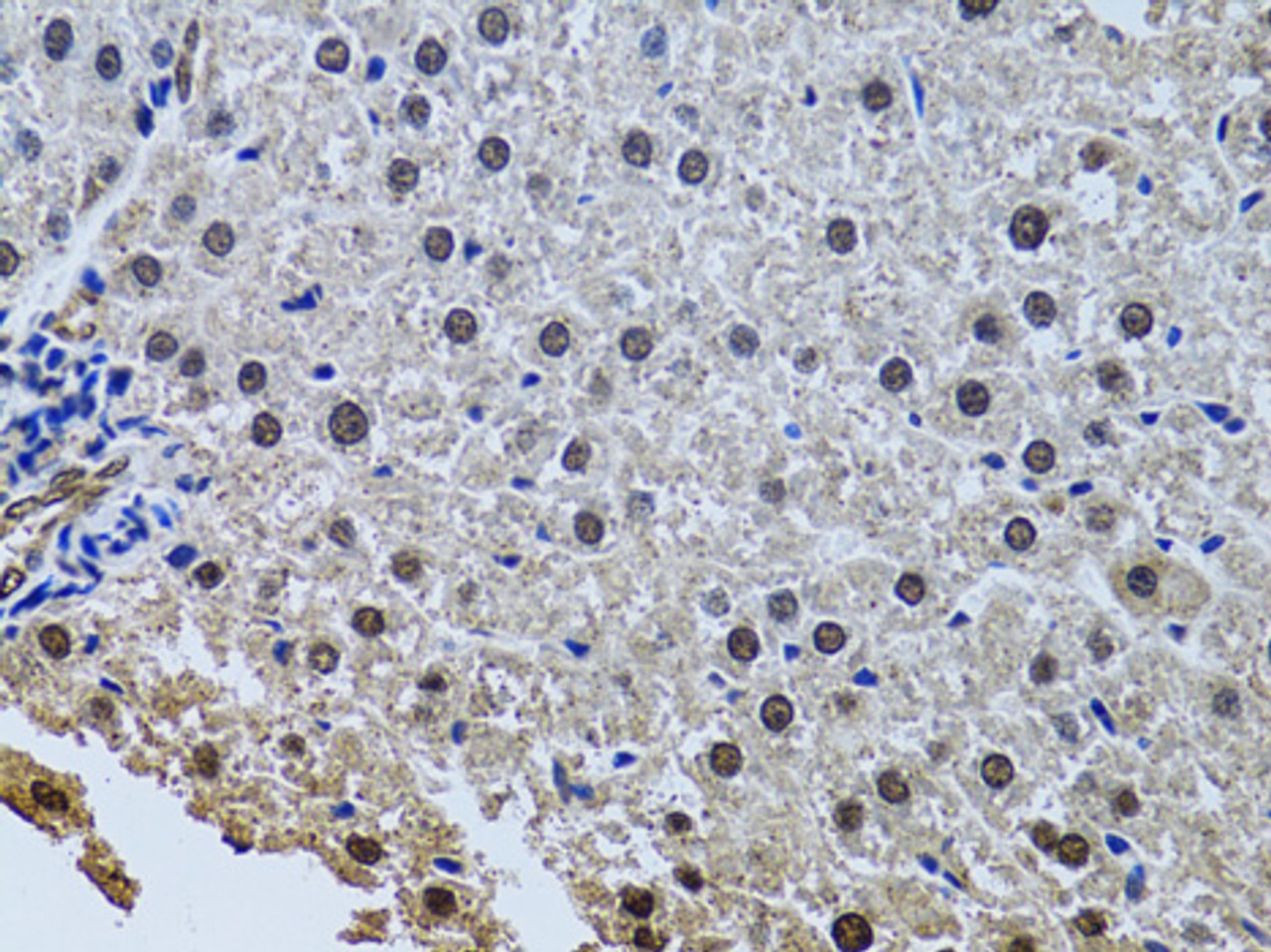 Immunohistochemistry of paraffin-embedded rat liver using SIN3A antibody (15-271) at dilution of 1:100 (40x lens) .