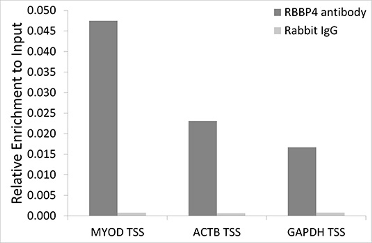 Chromatin immunoprecipitation analysis of extracts of 293T cells, using RBBP4 antibody (15-274) and rabbit IgG. The amount of immunoprecipitated DNA was checked by quantitative PCR. Histogram was constructed by the ratios of the immunoprecipitated DNA to the input.