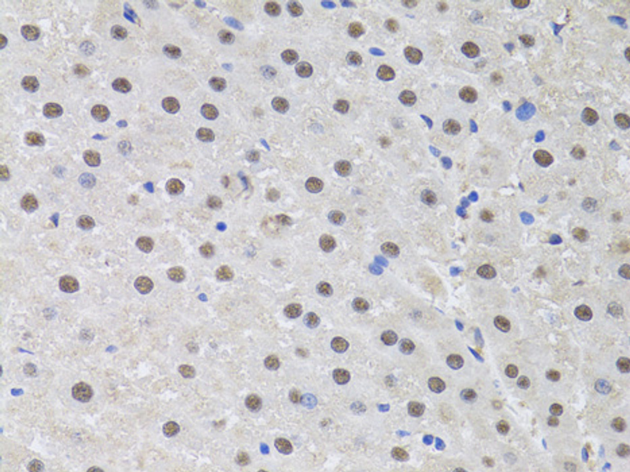 Immunohistochemistry of paraffin-embedded rat liver using HUS1 antibody (15-278) at dilution of 1:100 (40x lens) .