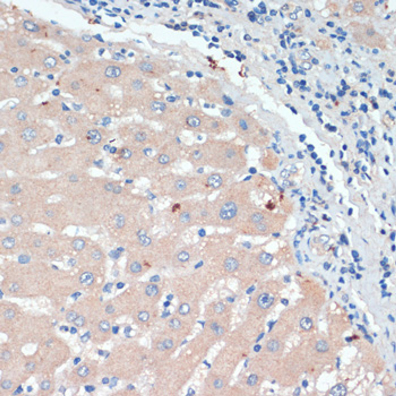 Immunohistochemistry of paraffin-embedded human liver using DBH antibody (15-301) at dilution of 1:200 (40x lens) .