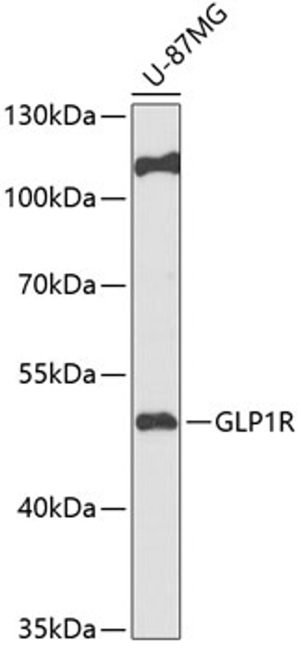 Western blot analysis of extracts of U-87MG cells, using GLP1R antibody (15-309) at 1:1000 dilution.<br/>Secondary antibody: HRP Goat Anti-Rabbit IgG (H+L) at 1:10000 dilution.<br/>Lysates/proteins: 25ug per lane.<br/>Blocking buffer: 3% nonfat dry milk in TBST.<br/>Detection: ECL Basic Kit.<br/>Exposure time: 60s.