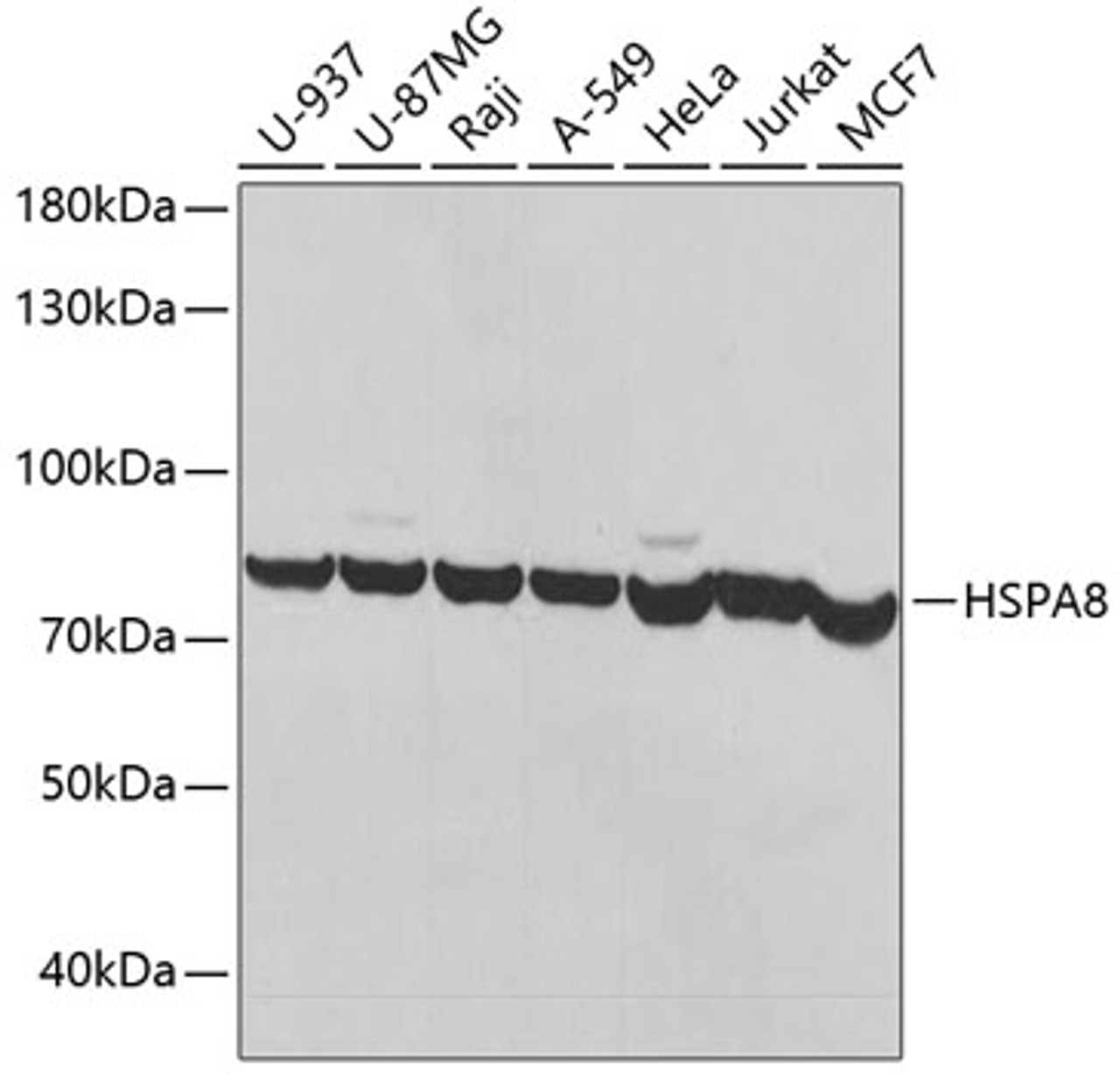 Western blot analysis of extracts of various cell lines, using HSPA8 antibody (15-314) at 1:1000 dilution.<br/>Secondary antibody: HRP Goat Anti-Rabbit IgG (H+L) at 1:10000 dilution.<br/>Lysates/proteins: 25ug per lane.<br/>Blocking buffer: 3% nonfat dry milk in TBST.