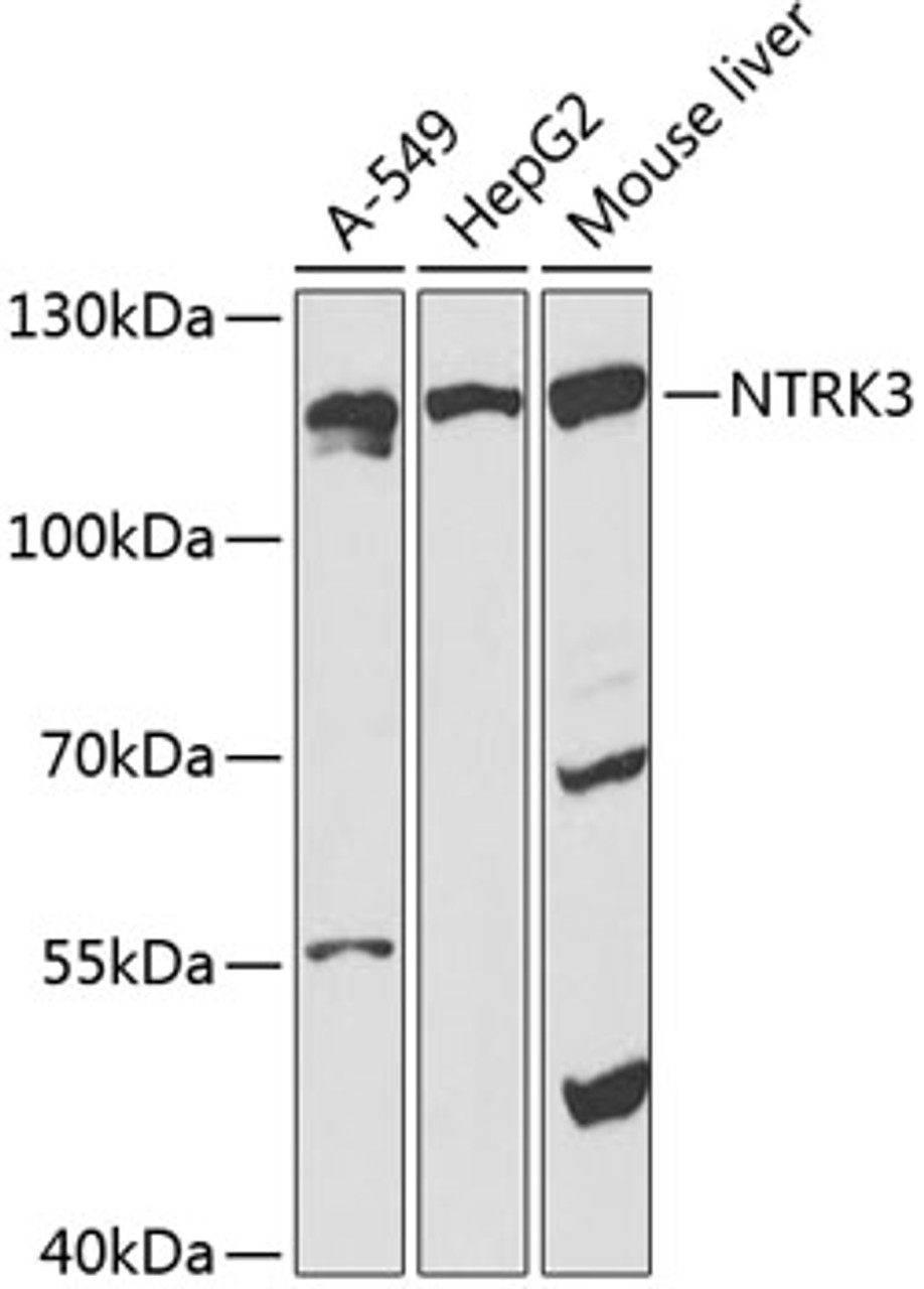 Western blot analysis of extracts of various cell lines, using NTRK3 antibody (15-332) at 1:1000 dilution.<br/>Secondary antibody: HRP Goat Anti-Rabbit IgG (H+L) at 1:10000 dilution.<br/>Lysates/proteins: 25ug per lane.<br/>Blocking buffer: 3% nonfat dry milk in TBST.<br/>Detection: ECL Basic Kit.<br/>Exposure time: 90s.