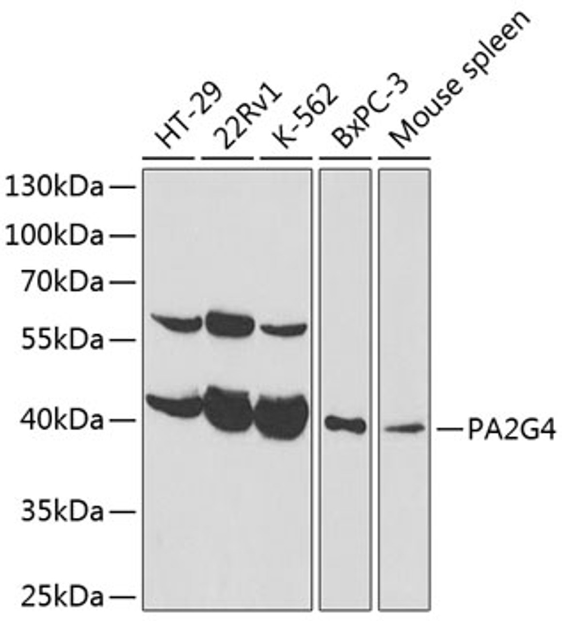 Western blot analysis of extracts of various cell lines, using PA2G4 antibody (15-335) at 1:1000 dilution.<br/>Secondary antibody: HRP Goat Anti-Rabbit IgG (H+L) at 1:10000 dilution.<br/>Lysates/proteins: 25ug per lane.<br/>Blocking buffer: 3% nonfat dry milk in TBST.
