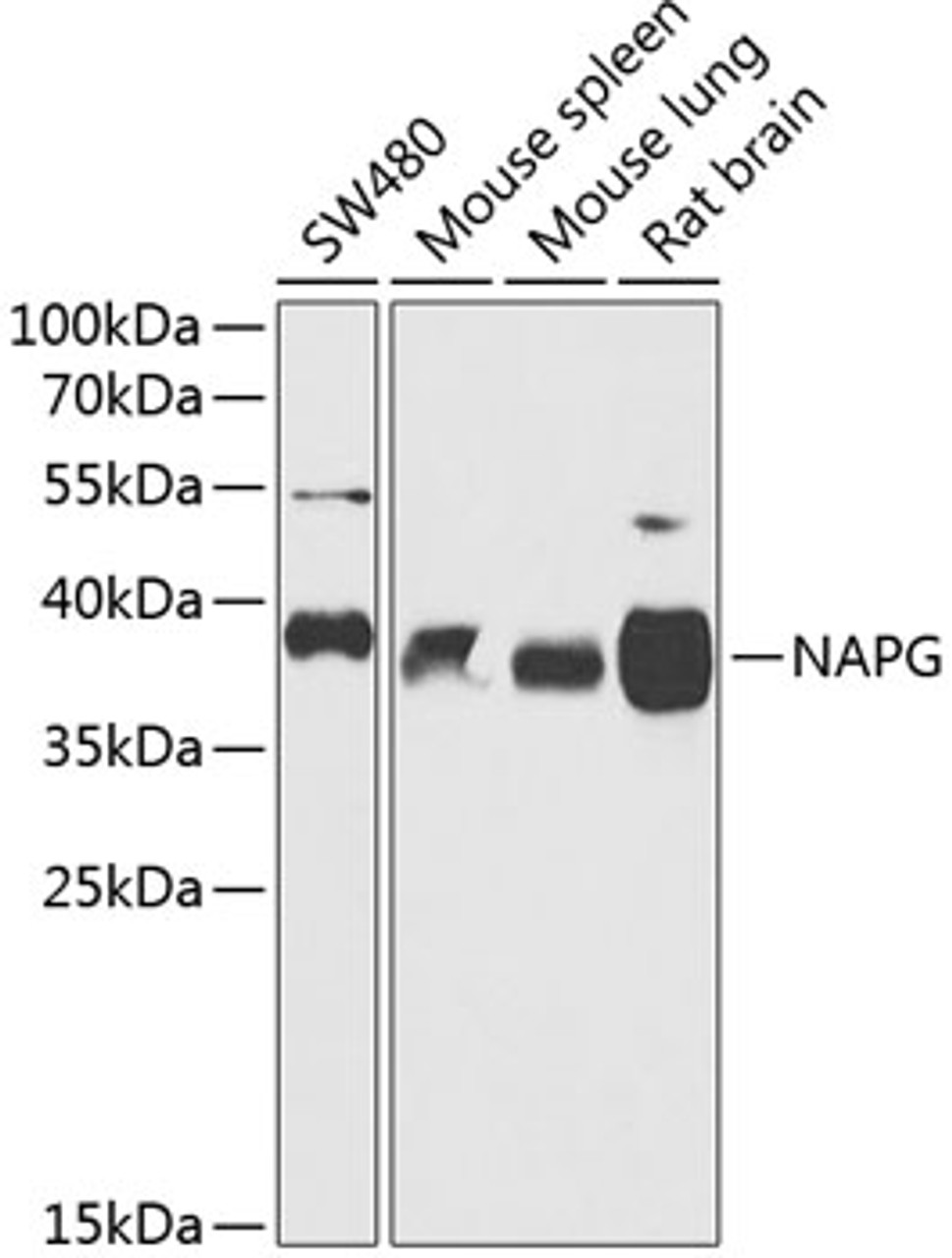 Western blot analysis of extracts of various cell lines, using NAPG antibody (15-359) at 1:1000 dilution.<br/>Secondary antibody: HRP Goat Anti-Rabbit IgG (H+L) at 1:10000 dilution.<br/>Lysates/proteins: 25ug per lane.<br/>Blocking buffer: 3% nonfat dry milk in TBST.<br/>Detection: ECL Basic Kit.<br/>Exposure time: 30s.