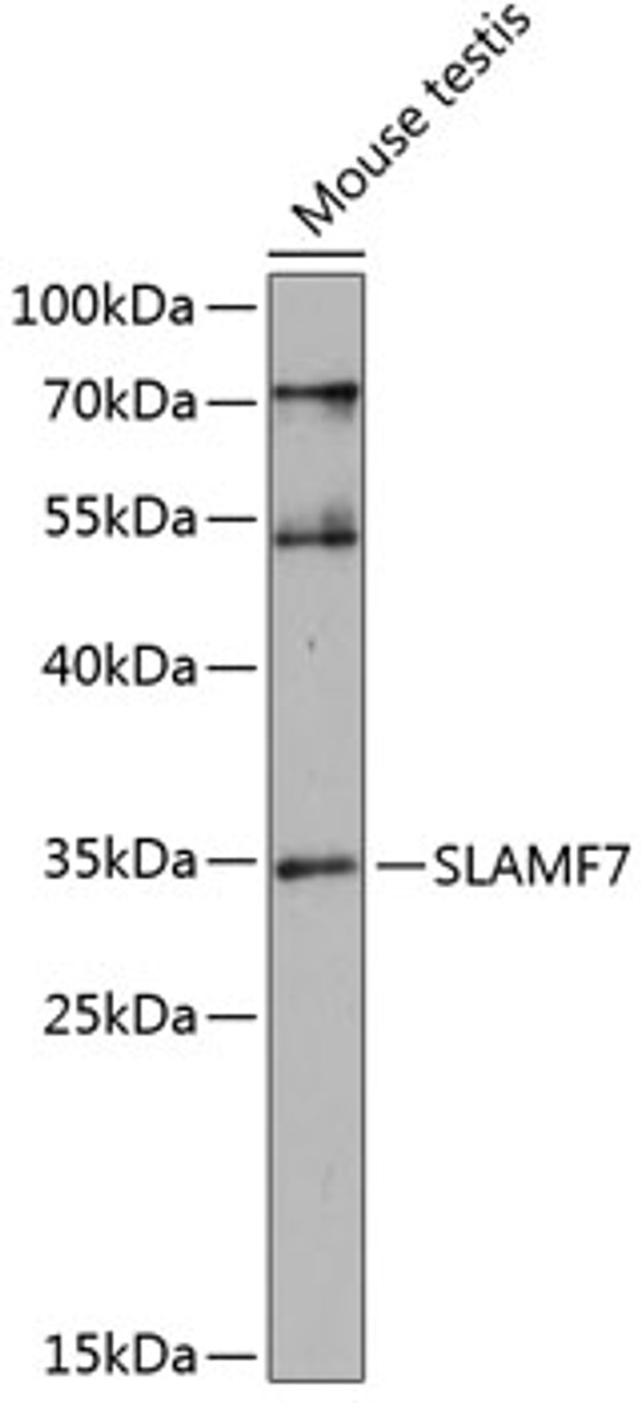 Western blot analysis of extracts of mouse testis, using SLAMF7 antibody (15-396) at 1:1000 dilution.<br/>Secondary antibody: HRP Goat Anti-Rabbit IgG (H+L) at 1:10000 dilution.<br/>Lysates/proteins: 25ug per lane.<br/>Blocking buffer: 3% nonfat dry milk in TBST.<br/>Detection: ECL Enhanced Kit.<br/>Exposure time: 60s.